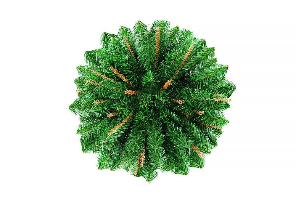 FIR CONIFER